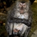 monkey_macaque_balinese_mf_ubud_v_0694_bal0704.jpg